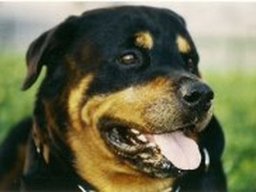 rottweiler_20211201_1540383023